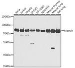 Moesin Antibody in Western Blot (WB)