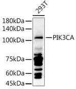 PIK3CA Antibody in Western Blot (WB)