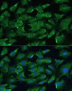 SHP2 Antibody in Immunocytochemistry (ICC/IF)