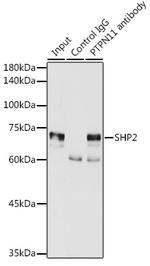 SHP2 Antibody in Immunoprecipitation (IP)