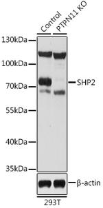 SHP2 Antibody in Western Blot (WB)