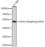 SHH Antibody in Western Blot (WB)