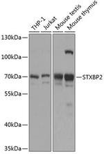 Unc18-2 Antibody in Western Blot (WB)