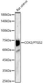 COX2 Antibody in Western Blot (WB)