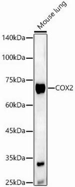 COX2 Antibody in Western Blot (WB)