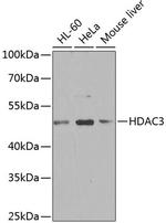 HDAC3 Antibody in Western Blot (WB)
