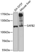 SAFB2 Antibody in Western Blot (WB)