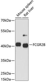 CD32b Antibody in Western Blot (WB)