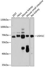 USH1C Antibody in Western Blot (WB)