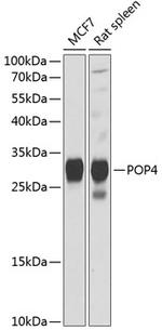 POP4 Antibody in Western Blot (WB)