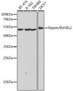 RUVBL2 Antibody in Western Blot (WB)