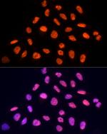 PRP19 Antibody in Immunocytochemistry (ICC/IF)