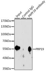 PRP19 Antibody in Immunoprecipitation (IP)