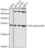 HP1 alpha Antibody in Western Blot (WB)