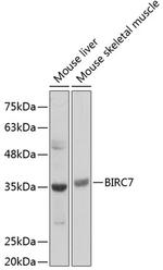 Livin Antibody in Western Blot (WB)