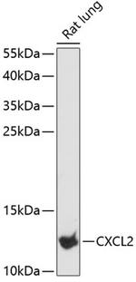 CXCL2 Antibody in Western Blot (WB)