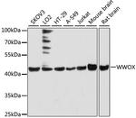 WWOX Antibody in Western Blot (WB)