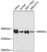 BRWD1 Antibody in Western Blot (WB)