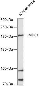 MDC1 Antibody in Western Blot (WB)