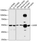 LHX9 Antibody in Western Blot (WB)
