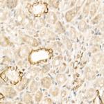 WNT5A Antibody in Immunohistochemistry (Paraffin) (IHC (P))