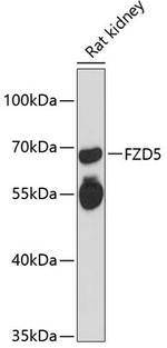 FZD5 Antibody in Western Blot (WB)