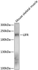 LIFR Antibody in Western Blot (WB)