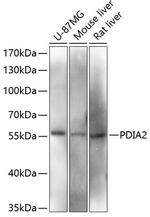 PDIA2 Antibody in Western Blot (WB)