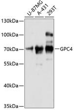 Glypican 4 Antibody in Western Blot (WB)