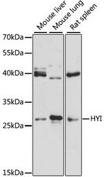 HYI Antibody in Western Blot (WB)