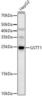 GSTT1 Antibody in Western Blot (WB)