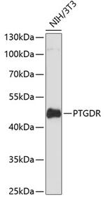 CRTH2 Antibody in Western Blot (WB)