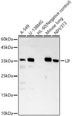 LIF Antibody in Western Blot (WB)