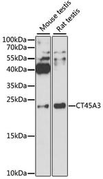 CT45A Antibody in Western Blot (WB)