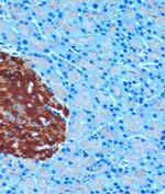 SCGN Antibody in Immunohistochemistry (Paraffin) (IHC (P))