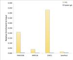 YY1 Antibody in ChIP Assay (ChIP)