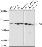 YY1 Antibody in Western Blot (WB)