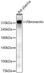 Fibronectin Antibody in Western Blot (WB)