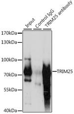 TRIM25 Antibody in Immunoprecipitation (IP)