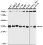 ECH1 Antibody in Western Blot (WB)