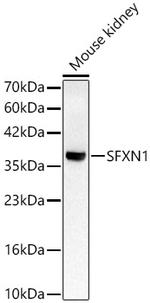 SFXN1 Antibody in Western Blot (WB)