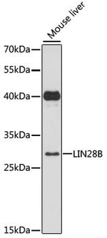 LIN28B Antibody in Western Blot (WB)