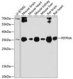 PITPN Antibody in Western Blot (WB)