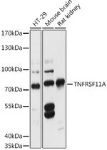 RANK Antibody in Western Blot (WB)