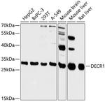 DECR1 Antibody in Western Blot (WB)