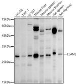 Neutrophil elastase Antibody in Western Blot (WB)