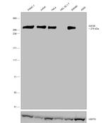 IGF2R Antibody in Western Blot (WB)