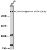 IGF2R Antibody in Western Blot (WB)