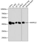 p38 MAPK gamma Antibody in Western Blot (WB)