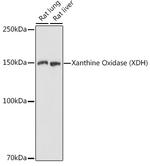 XDH Antibody in Western Blot (WB)